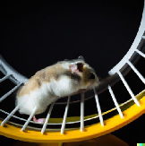 Animals and Children